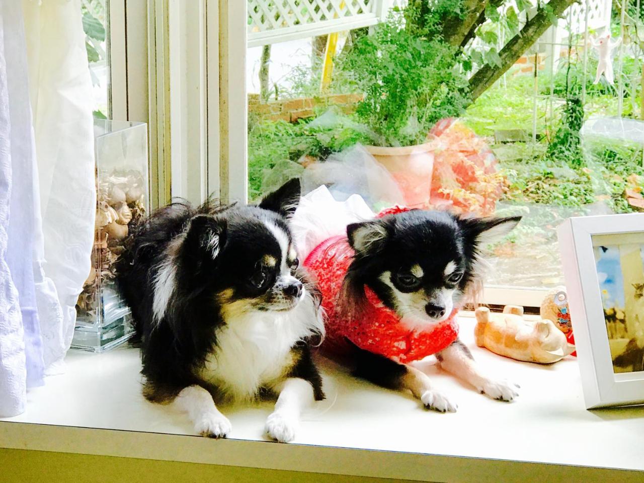 Mt Fuji Cat&Dog&Spa pension Blue Poppy Fujikawaguchiko Bagian luar foto