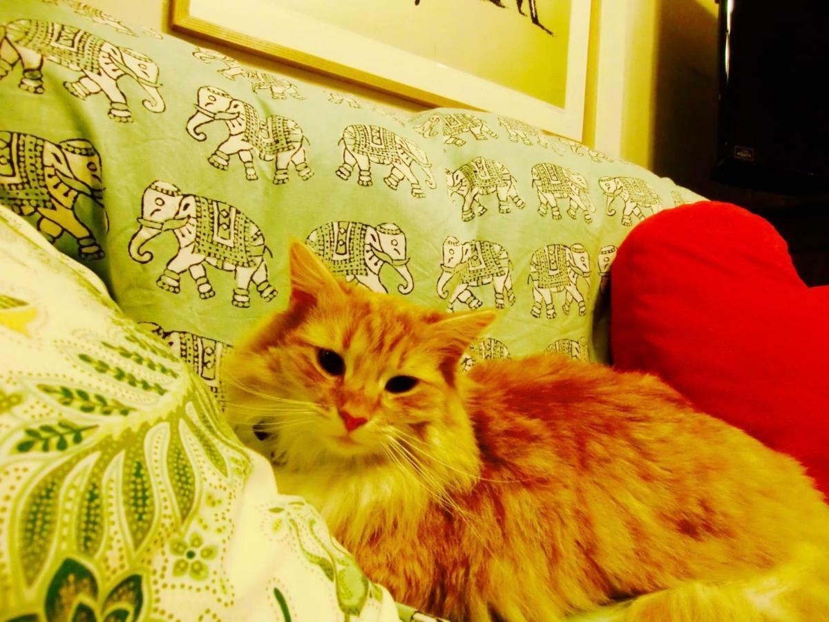Mt Fuji Cat&Dog&Spa pension Blue Poppy Fujikawaguchiko Bagian luar foto