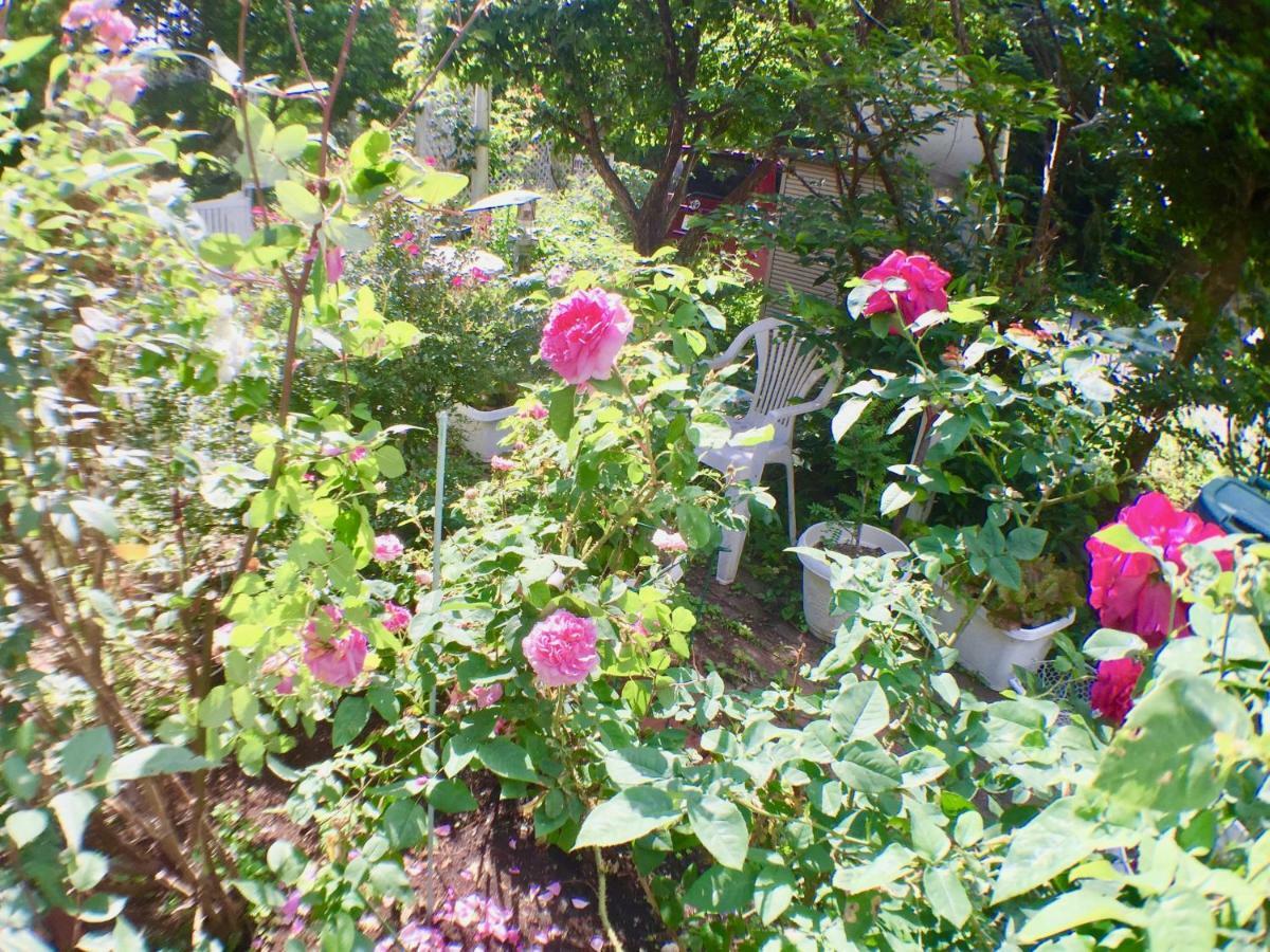 Mt Fuji Cat&Dog&Spa pension Blue Poppy Fujikawaguchiko Bagian luar foto