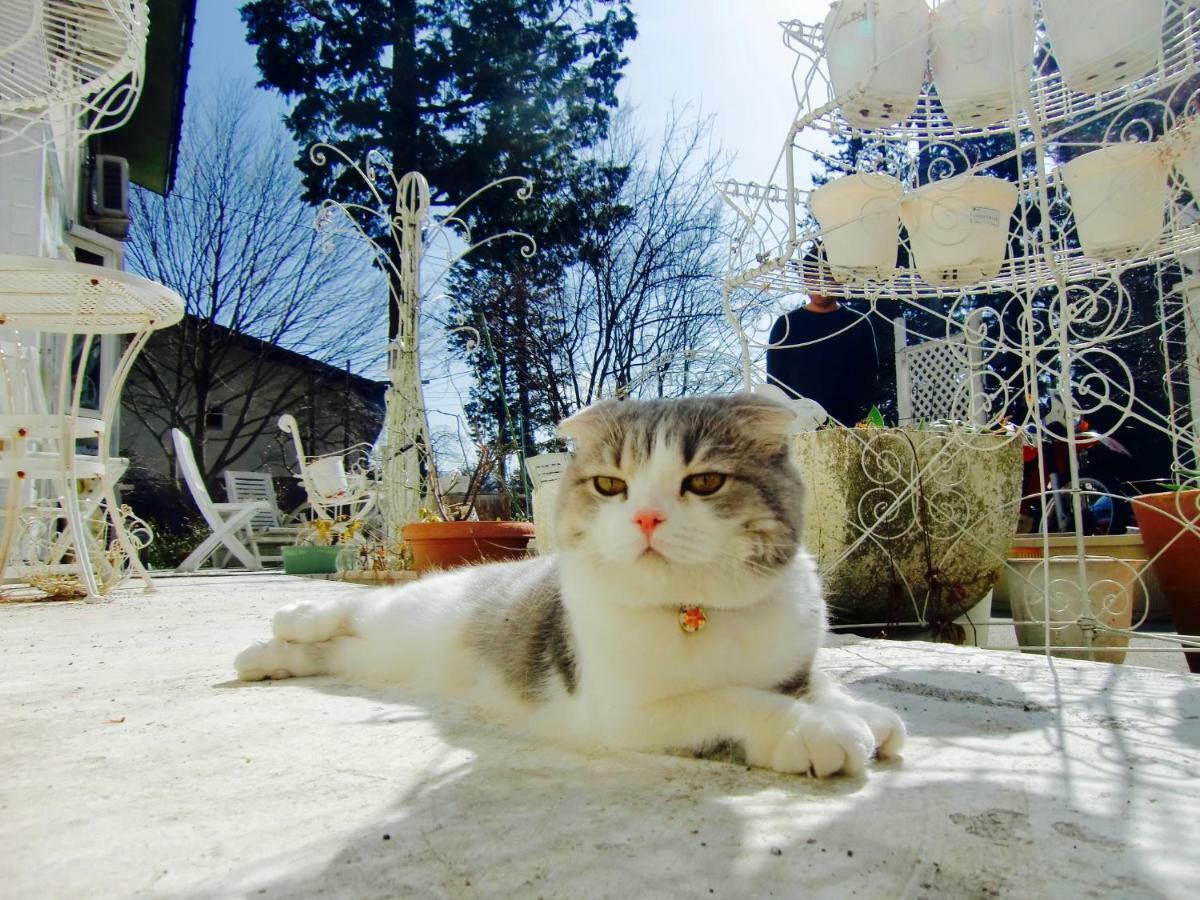 Mt Fuji Cat&Dog&Spa pension Blue Poppy Fujikawaguchiko Bagian luar foto